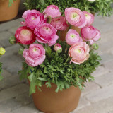 Ranunculus Dwarf Tomer Collection 6/7cm