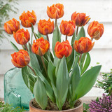 Tulip Double Princess Collection