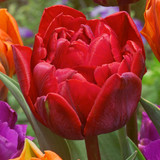 Tulip Double Princess Collection
