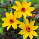 Dahlia Bishop Collection