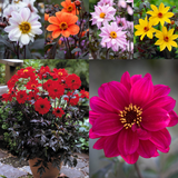 Dahlia Bishop Collection