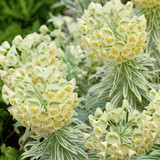 Euphorbia Rare and Unusual Collection