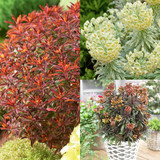 Euphorbia Rare and Unusual Collection
