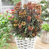 Euphorbia Rare and Unusual Collection