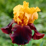 Iris germanica 'Collection A' (Bearded Iris)