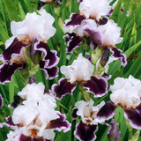 Iris germanica 'Collection A' (Bearded Iris)