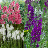 Verbascum Phoenicum Collection