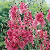 Verbascum Phoenicum Collection