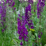 Verbascum Phoenicum Collection