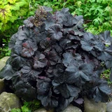 Heuchera Collection