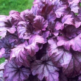 Heuchera Collection