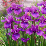 Iris sibirica Collection