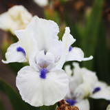 Iris pumila Collection (Dwarf Bearded)