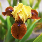 Iris pumila 'Collection'