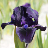Iris pumila 'Collection'