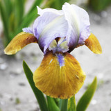 Iris pumila 'Collection'