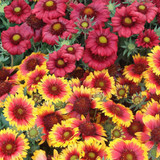 Perennial Medium/Tall Collection