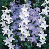 Perennial Medium/Tall Collection