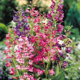Perennial Medium/Tall Collection