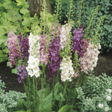 Perennial Medium/Tall Collection