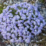 Phlox subulata Collection