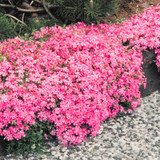 Phlox subulata Collection