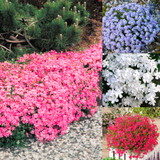 Phlox subulata Collection