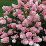 3 Hydrangea Paniculata Collection