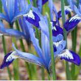 Iris Spring Flowering Collection