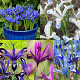 Iris Spring Flowering Collection
