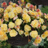 Begonia Fragrant Sweet Spice Collection