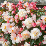 Begonia Fragrant Sweet Spice Collection