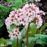 Bergenia Collection