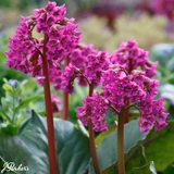 Bergenia Collection