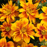Rare Bidens Collection (Pack of 12/Pack of 24)