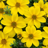 Rare Bidens Collection (Pack of 12/Pack of 24)