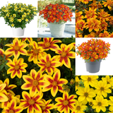 Rare Bidens Collection (Pack of 12/Pack of 24)