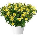 Rare Bidens Collection (Pack of 12/Pack of 24)