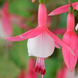 Fuchsia Unusual Hardy Collection