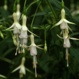 Fuchsia Unusual Hardy Collection
