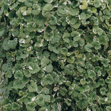 Basket Complementary Plant Collection