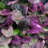 Basket Complementary Plant Collection
