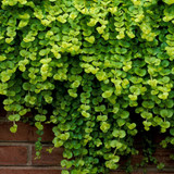 Basket Complementary Plant Collection