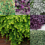 Basket Complementary Plant Collection