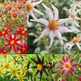 Dahlia Cartwheel Collection