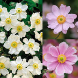 Anemone Japonica Collection Potted