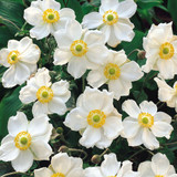 Anemone Japonica Collection Potted