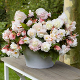 Begonia Splendide Collection 5/6cm