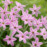 Ipheion Uniflorum Collection