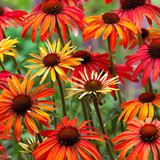 3 Echinacea Collection
